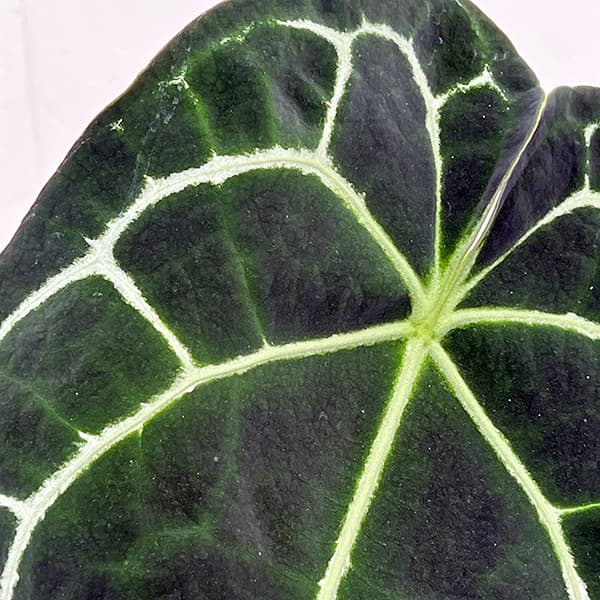 園芸ネット本店｜アンスリウム（原種）：クリスタリナム サウス