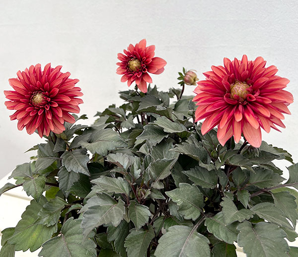 園芸ネット本店｜ダリア：ラベラ・グランデ チョコレートアプリコット