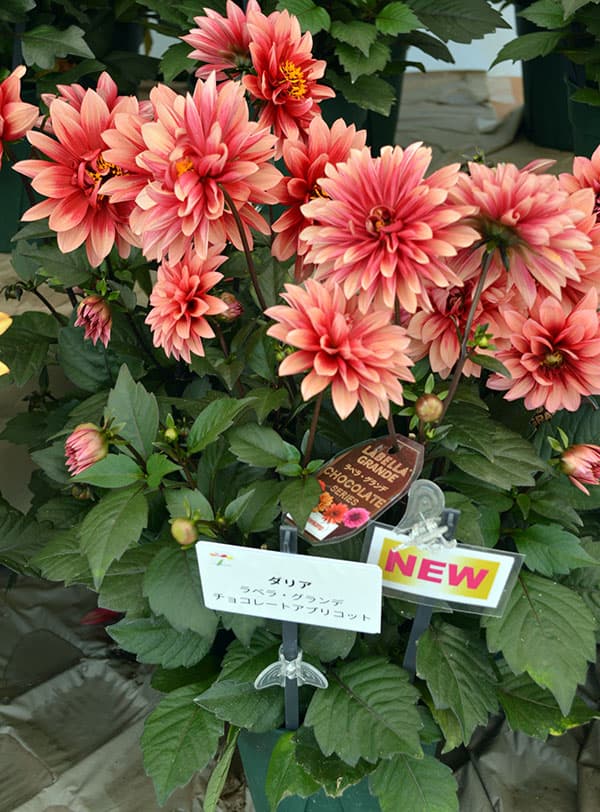 園芸ネット本店｜ダリア：ラベラ・グランデ チョコレートアプリコット
