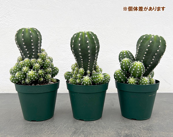 園芸ネット本店｜サボテン：エキノプシス フォルモーサ 3号硬質ポット