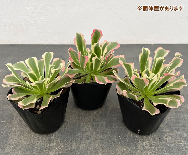 園芸ネット本店｜アエオニウム：リバーストーン 3.5号ポット の通販