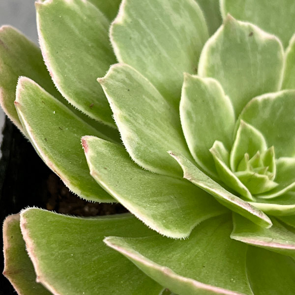 園芸ネット本店｜アエオニウム：ハロウィン錦 3.5号ポット の通販【公式】