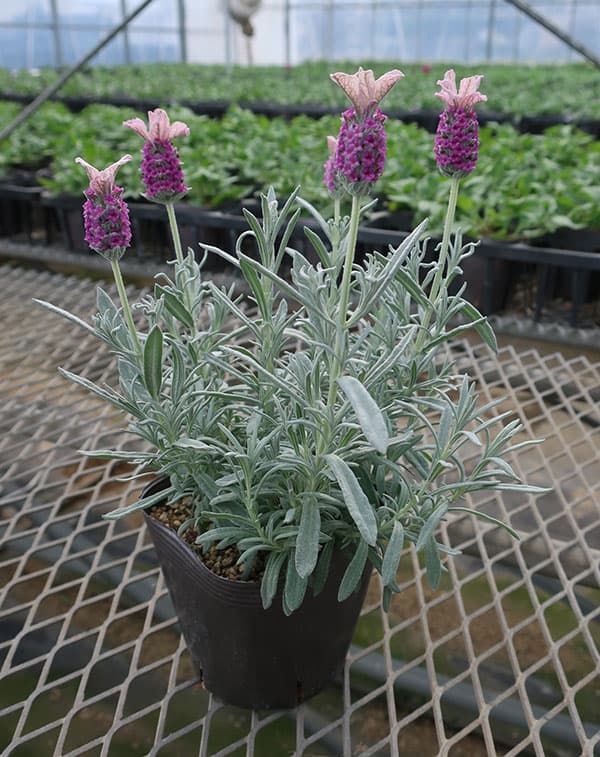 園芸ネット本店｜[26年3月中下旬予約]フレンチラベンダー（シルバー