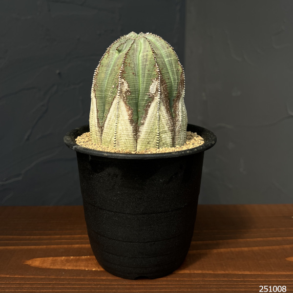 園芸ネット本店｜ユーフォルビア：オベサ・オールドタイプ3.5号鉢植え