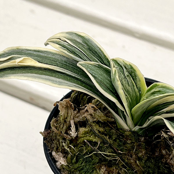 園芸ネット本店｜オモト（万年青）：聖華殿（せいかでん） 2.5号鉢