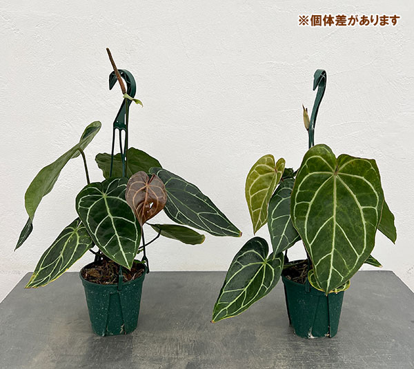 園芸ネット本店｜アンスリウム（原種）：クリスタリナムブラック