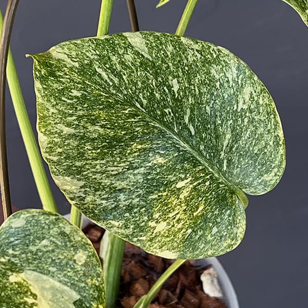 園芸ネット本店｜モンステラ：デリシオーサ レガシー 5号25-02 の通販