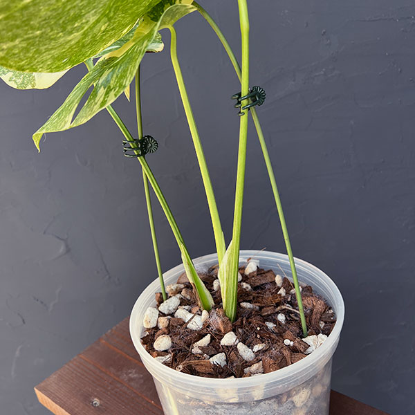 園芸ネット本店｜モンステラ：デリシオーサ レガシー 5号25-03 の通販