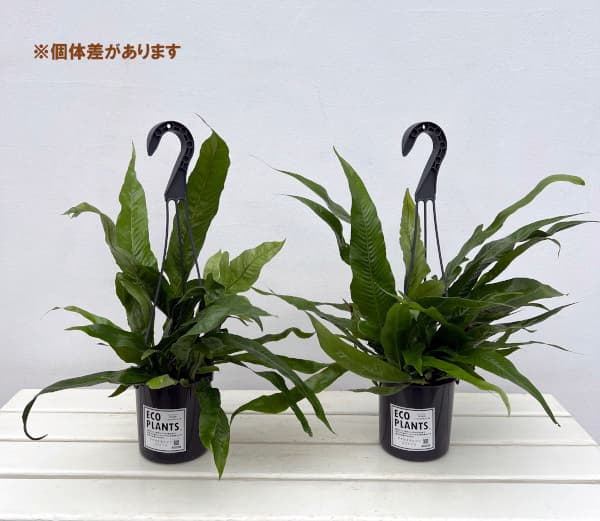 園芸ネット本店｜アグラオモルファ：コロナンス(カザリシダ) 4号吊り鉢