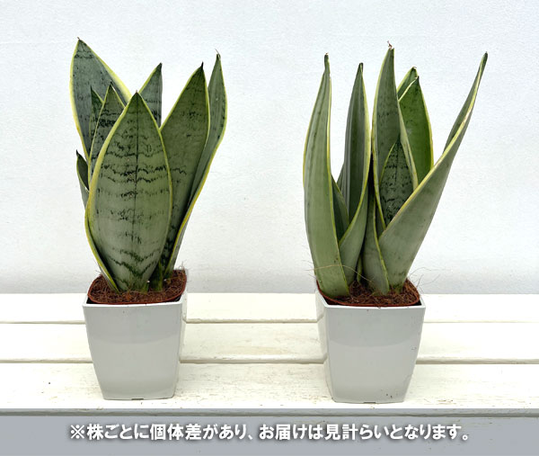 園芸ネット本店｜サンセベリア：ホワイトスノー 4号鉢植え の通販【公式】