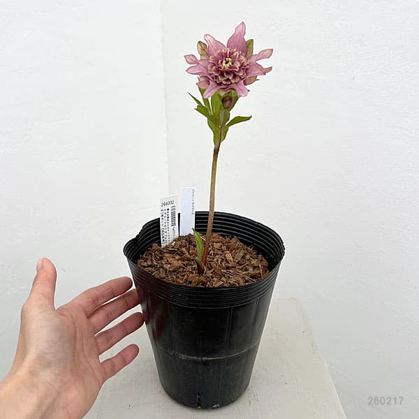 園芸ネット本店｜吉田園芸さんのクリスマスローズ：ヒデコート