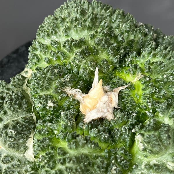 園芸ネット本店｜アリオカルプス：亀甲牡丹 ゴジラ（竜神接ぎ降し） 4