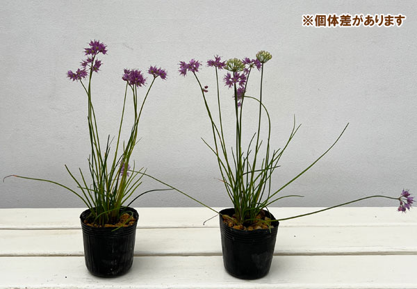 園芸ネット本店｜ラッキョウ：山ラッキョウ2.5号ポット の通販【公式】