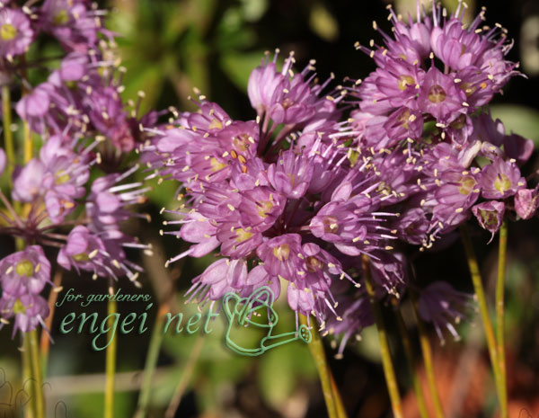 園芸ネット本店｜ラッキョウ：山ラッキョウ2.5号ポット の通販【公式】