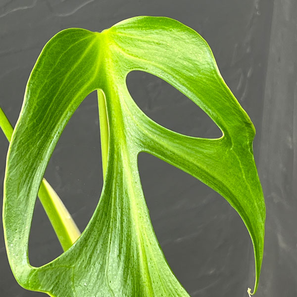 園芸ネット本店｜モンステラ：バールマルクスフレーム 5号鉢植え25-02