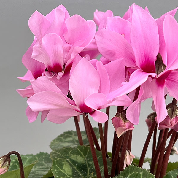 園芸ネット本店｜シクラメン：プティムーラン ピンク3号ポット（北海道