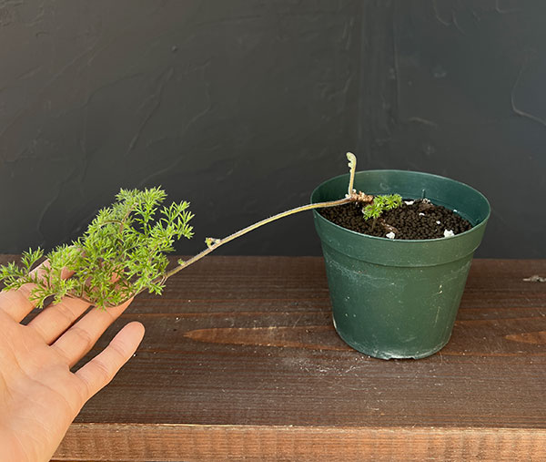 園芸ネット本店｜ペラルゴニウム：トリステ 4号鉢植え の通販【公式】