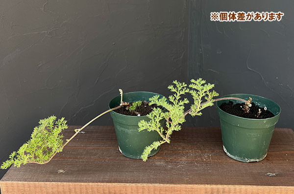 園芸ネット本店｜ペラルゴニウム：トリステ 4号鉢植え の通販【公式】