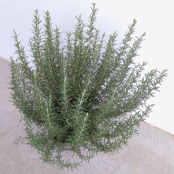 園芸ネット本店｜ローズマリー（立性）：マジョルカピンク7号ポット の