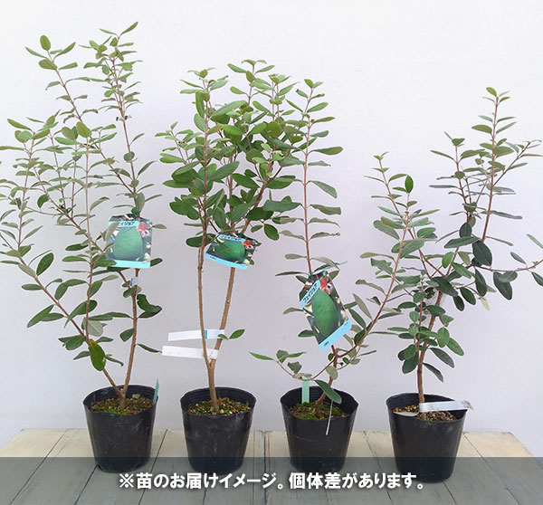 園芸ネット本店｜フェイジョア：ユニーク4.5号ポット の通販【公式】