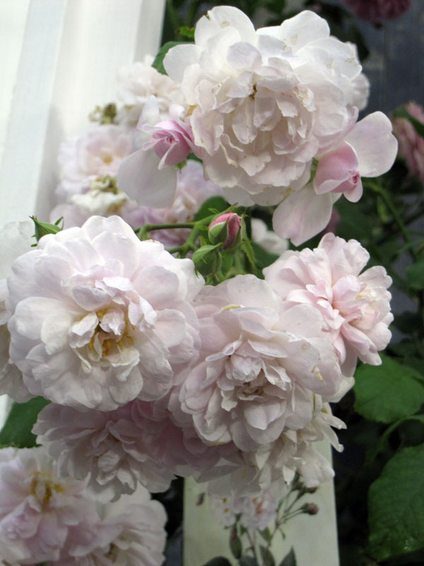 園芸ネット本店｜[送料無料][26年4月上旬予約]オールドローズ