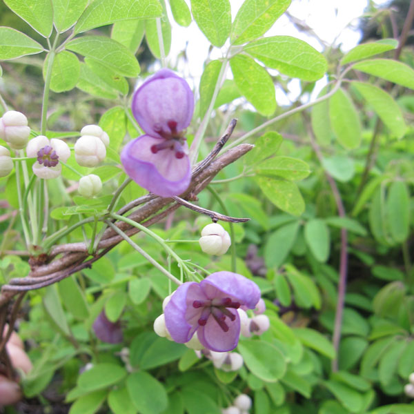 園芸ネット本店｜長尺つるもの：アケビ五葉 5号ポット長さ1.3～1.5m の
