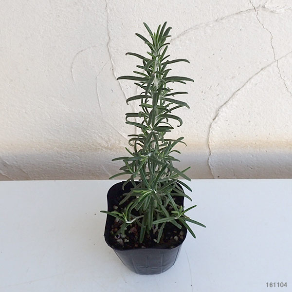 園芸ネット本店｜ローズマリー（立性）：ホワイト3号ポット2株セット