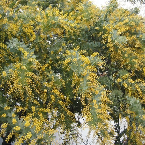 園芸ネット本店｜アカシア：ギンヨウアカシア6号鉢植え の通販【公式】