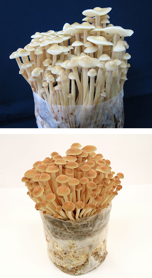 園芸ネット本店｜きのこ栽培セット：でるまっしゅ 6品種セット の通販