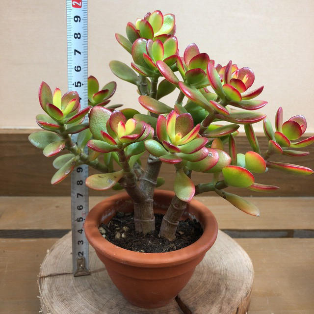 金のなる木 姫黄金花月の通販 by plant life｜ラクマ