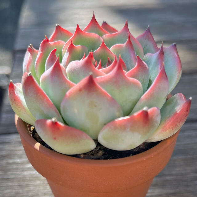 水蜜桃 多肉植物の通販 by leon's shop｜ラクマ