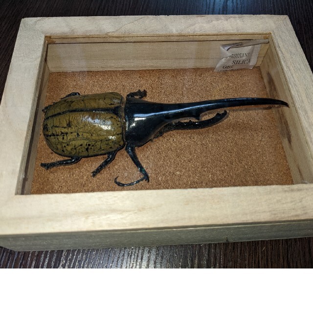 ヘラクレスオオカブト標本14.5センチの通販 by みんぐ's shop｜ラクマ
