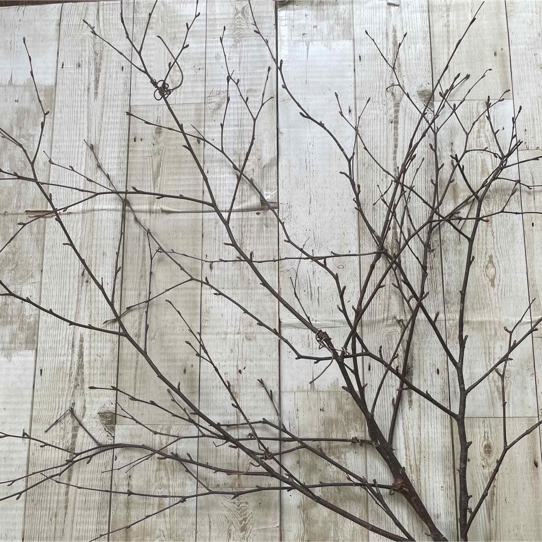 北海道白樺の木 店舗用ディスプレイ 装飾用2本セット 北海道白樺の木