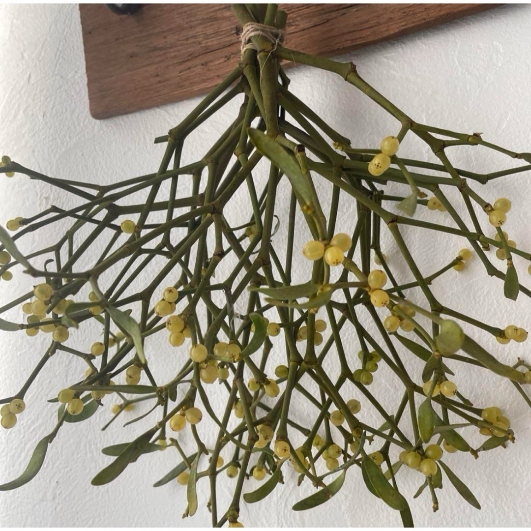 北海道ヤドリギ 宿木 希少 Xmasの神話 縁起物の通販 by 花萌花｜ラクマ