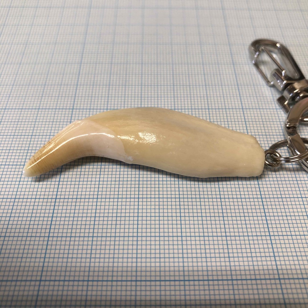 熊の牙（No.1）の通販 by 山のクマさんʕ•ᴥ•ʔ｜ラクマ