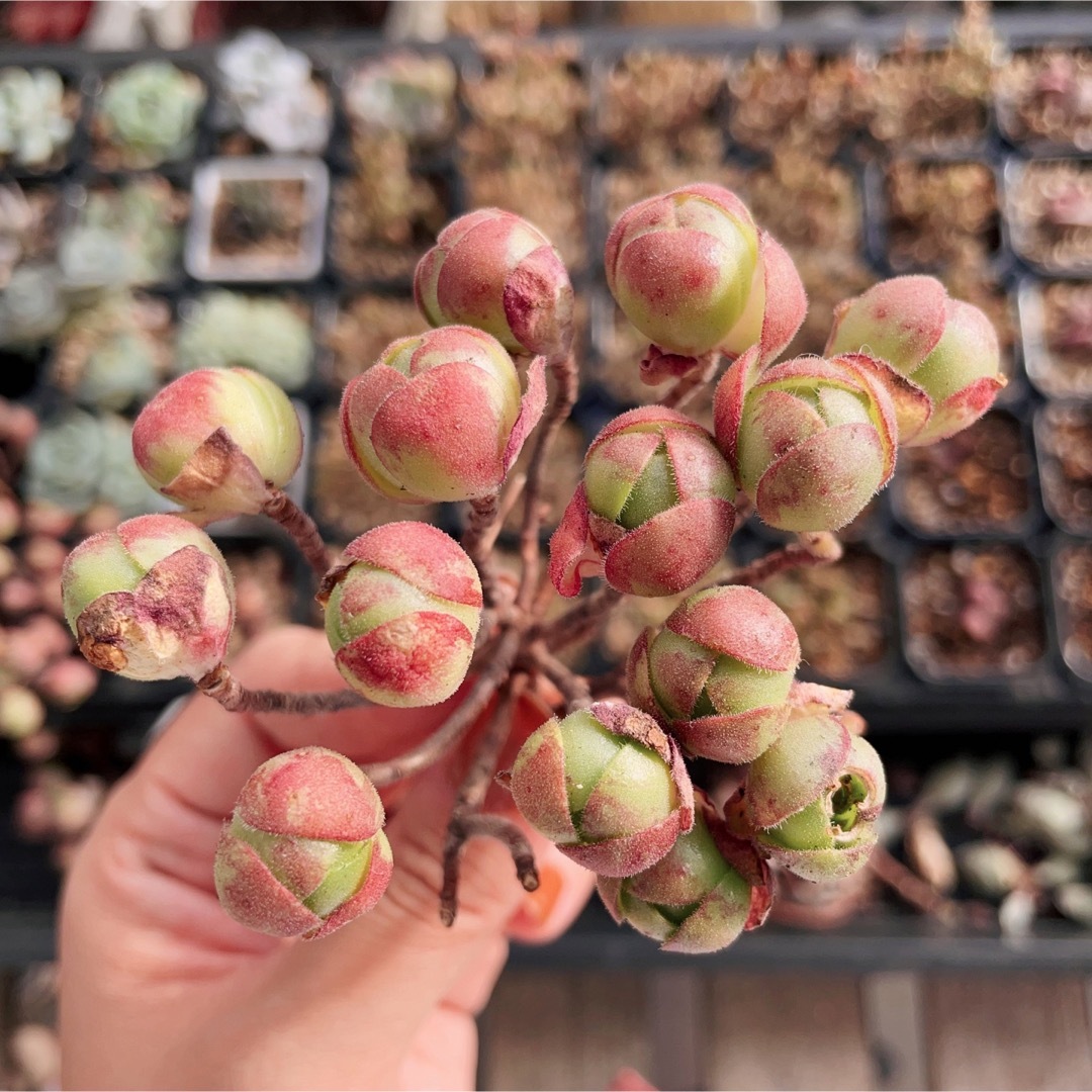 アエオニウム サンデルシー 多肉植物 の通販 by momo's shop｜ラクマ
