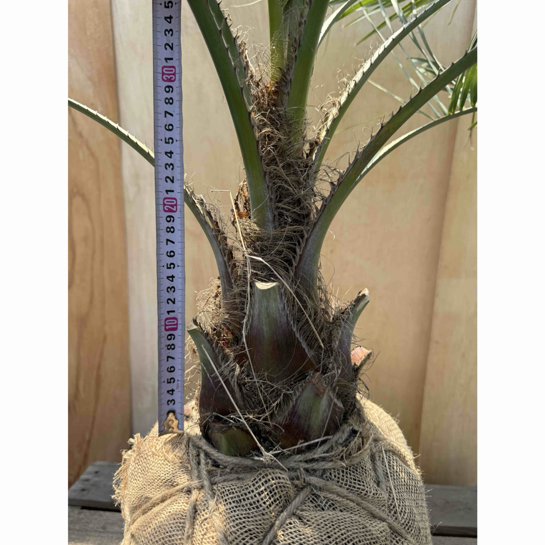 I*@様 ココスヤシシルバーリーフ【極太】葉先200cm幹回り70cm 幹高30