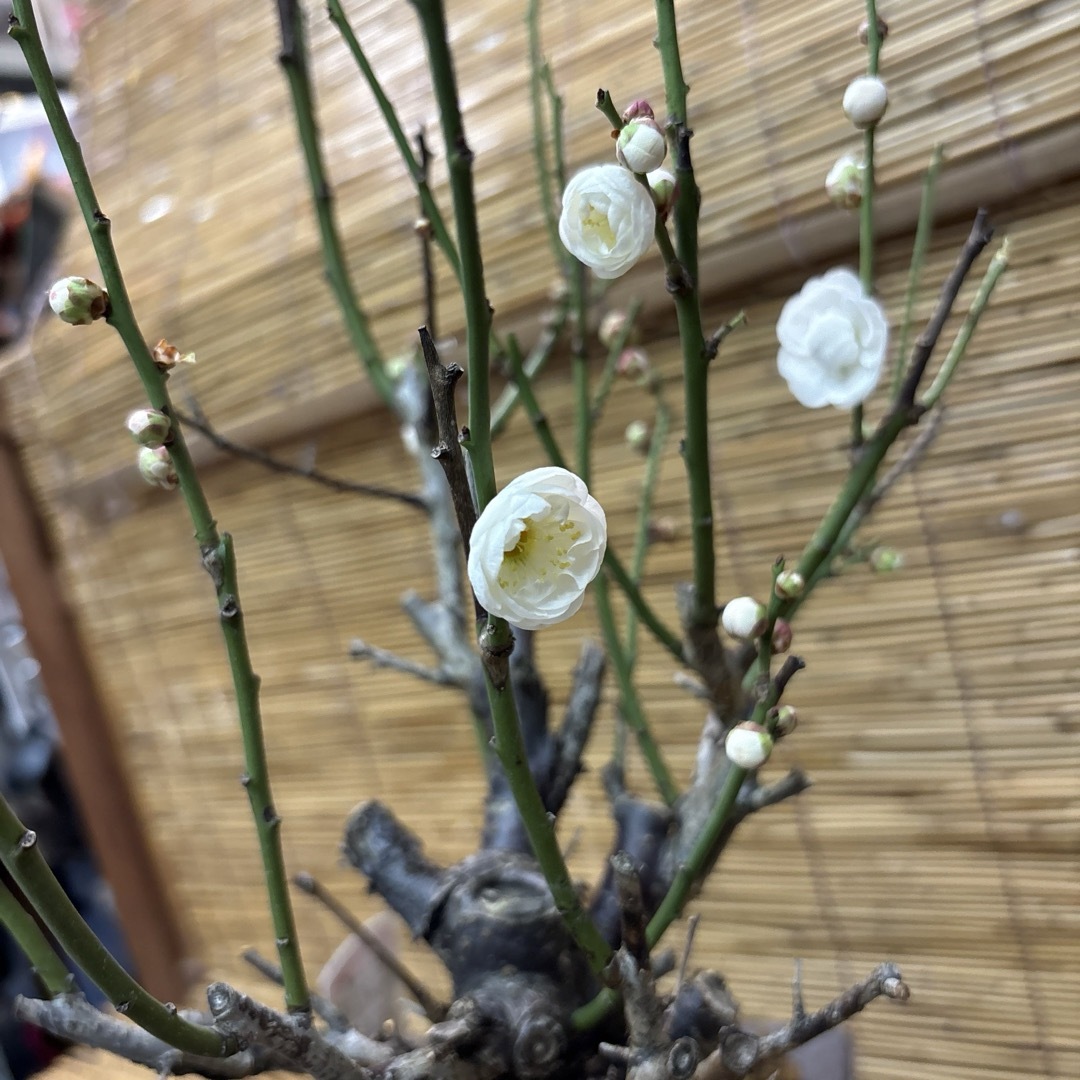 新年の 香り 玉牡丹 梅 盆栽 激安の投げ売り大特価です