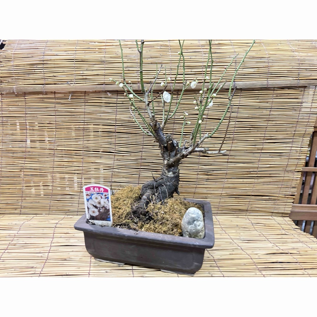 新年の 香り 玉牡丹 梅 盆栽 激安の投げ売り大特価です