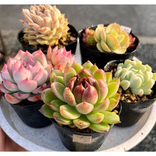 レア種❤️ブラックスワン⑤❤️黒鳥 アエオニウム 多肉植物 抜き苗 寄