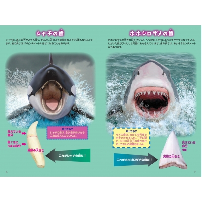 シン・動物ガチンコ対決 頭脳派ギャング シャチ VS 特攻鋸歯