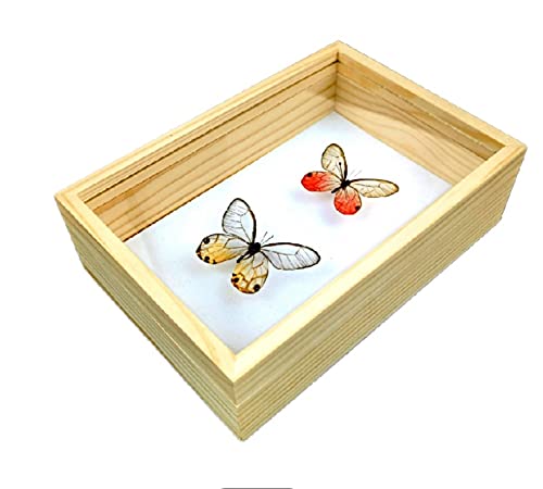 昆虫標本箱のおすすめ人気ランキング【2026年2月】 | マイベスト