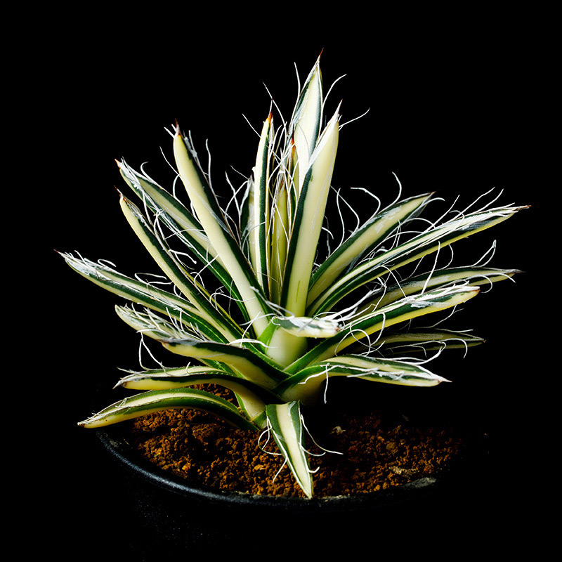 アガベ姫乱雪の基本情報・育て方｜多肉植物・サボテン図鑑｜みんなの