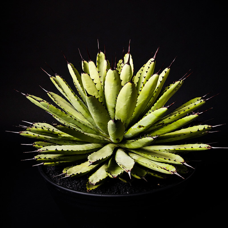 アガベ・マクロアカンサ・ベルデの基本情報・育て方｜多肉植物
