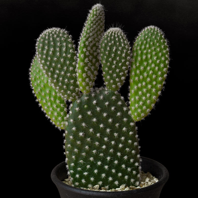 オプンチア白桃扇（バニーカクタス）の基本情報・育て方｜多肉植物