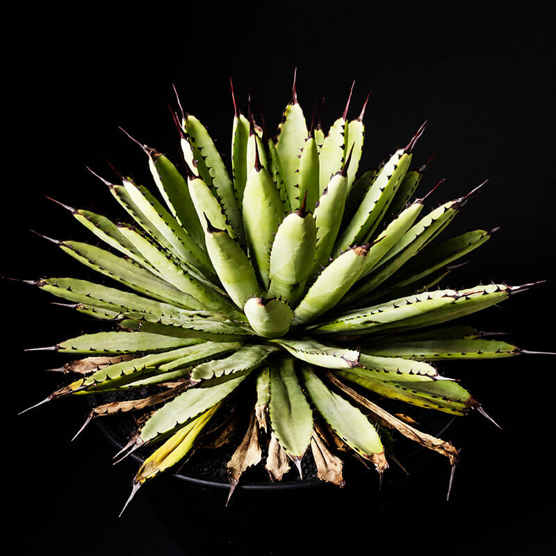 アガベ・マクロアカンサの基本情報・育て方｜多肉植物・サボテン図鑑