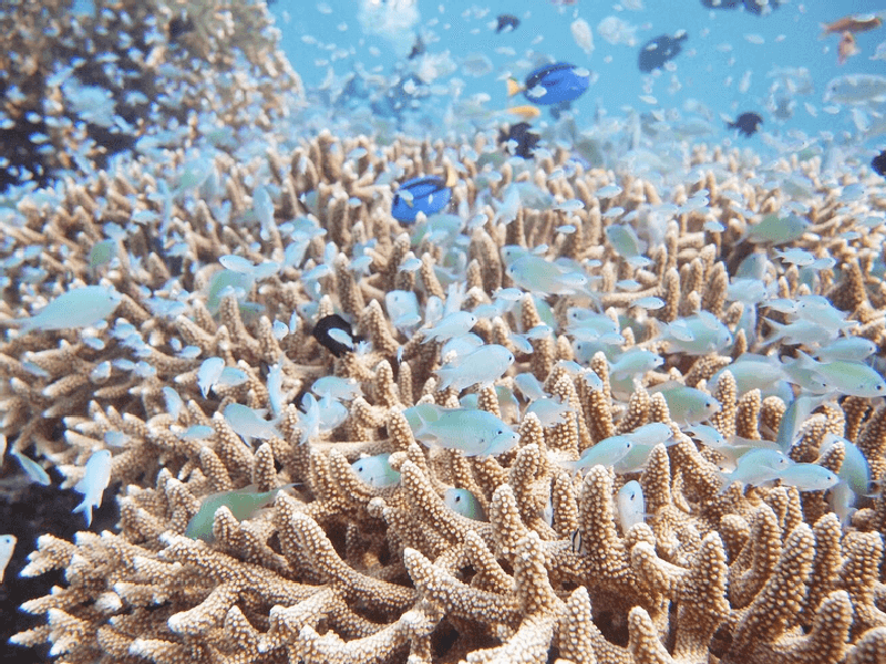 珊瑚の飼育は難しい？珊瑚の生態、特徴、飼育方法について | Petpedia