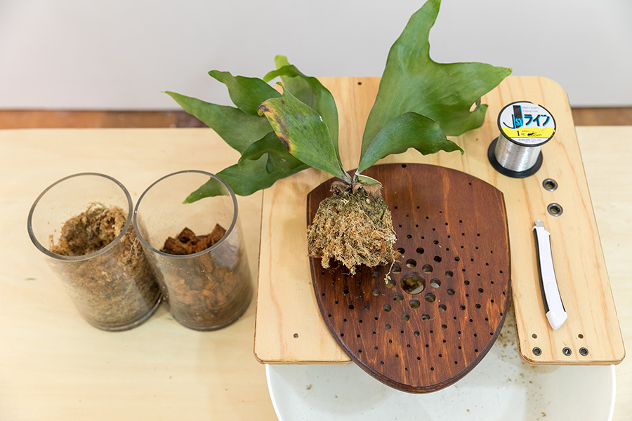 ビカクシダを壁に飾る存在感のあるビカクシダを板付きにする方法を学ぶ