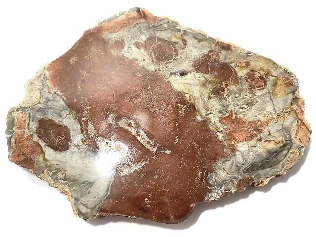 動画】【1点もの】ペトリファイドウッド(珪化石) 原石スライス NO.30