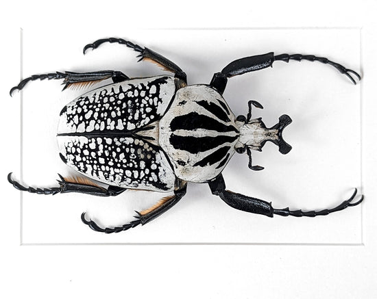 標本 Cong Goliathus orientalis 94mm Cong Goliathus orientalis 94mm